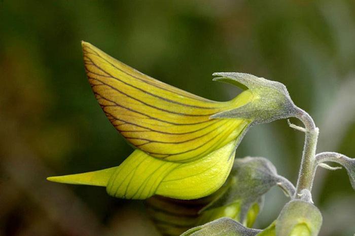 Colibri Loc - Insolite - 3 Etoiles - Parc - Etang - Familles - Soiree Ok Brigne المظهر الخارجي الصورة